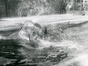 Indiarani se baignant dans sa piscine, zoo de Londres, août 1923 - Frederick William Bond